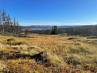 paalvic_20240918_66eaf1f7cda05.jpg