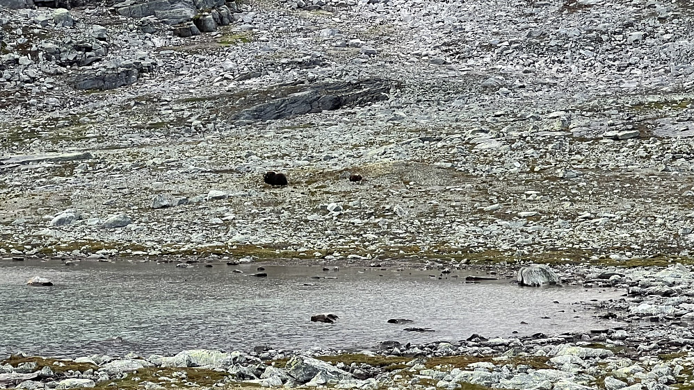 Jeg slo opp teltet ved elva sørvest av Heinsavatnet. Neste morgen (fredag 15. aug) i 07:30 tiden traff jeg på moskus (ku og kalv) like etter at jeg startet på dagens ferd. Det var lavt skydekke og kraftig tiltagende vind, så jeg bestemte meg for å gå rundt istedenfor over fjellet tilbake til Snøheim