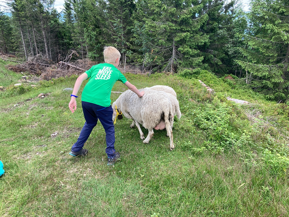 Tamme sauer ved Mistberget.