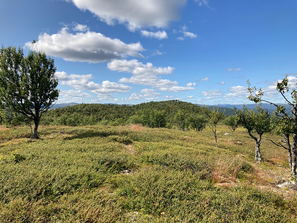 Utsikt vestover til toppen av Bergsjøåsen.