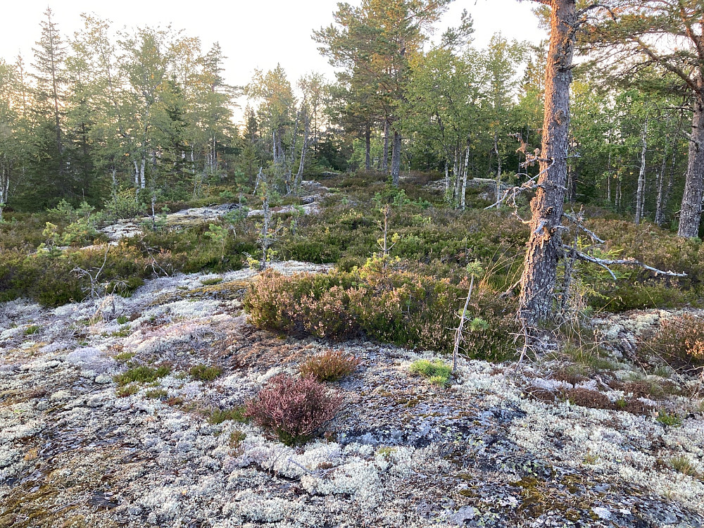 Toppområdet på Slottet.