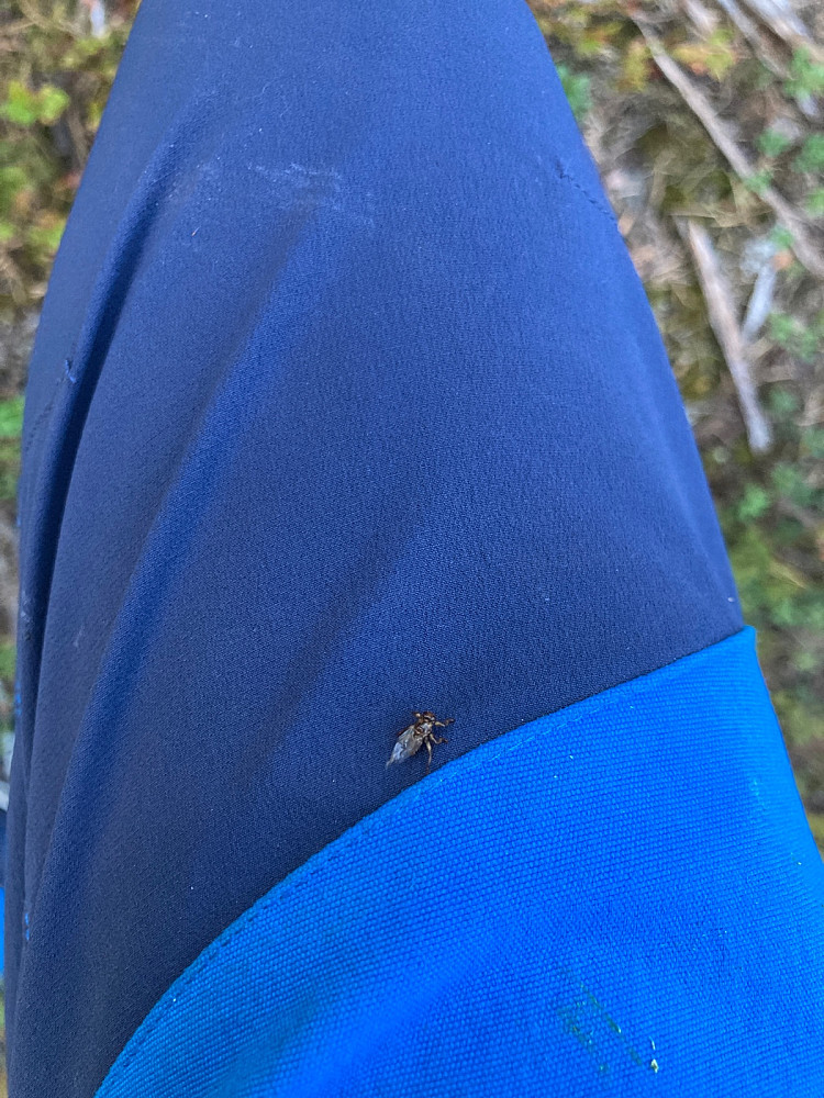 Hjortelusflue ha landet på meg. Jeg liker dem ikke.