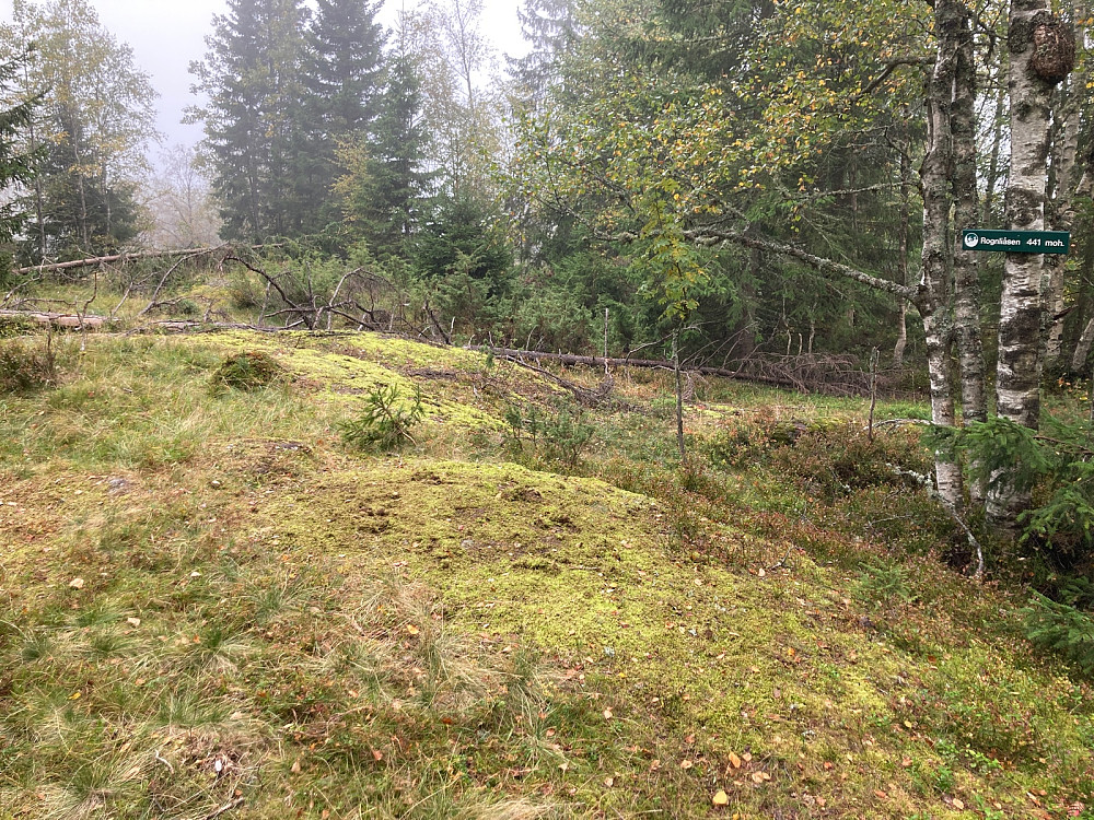 Rognliåsen merket 443 på kartet ca 200m fra høyeste punkt.