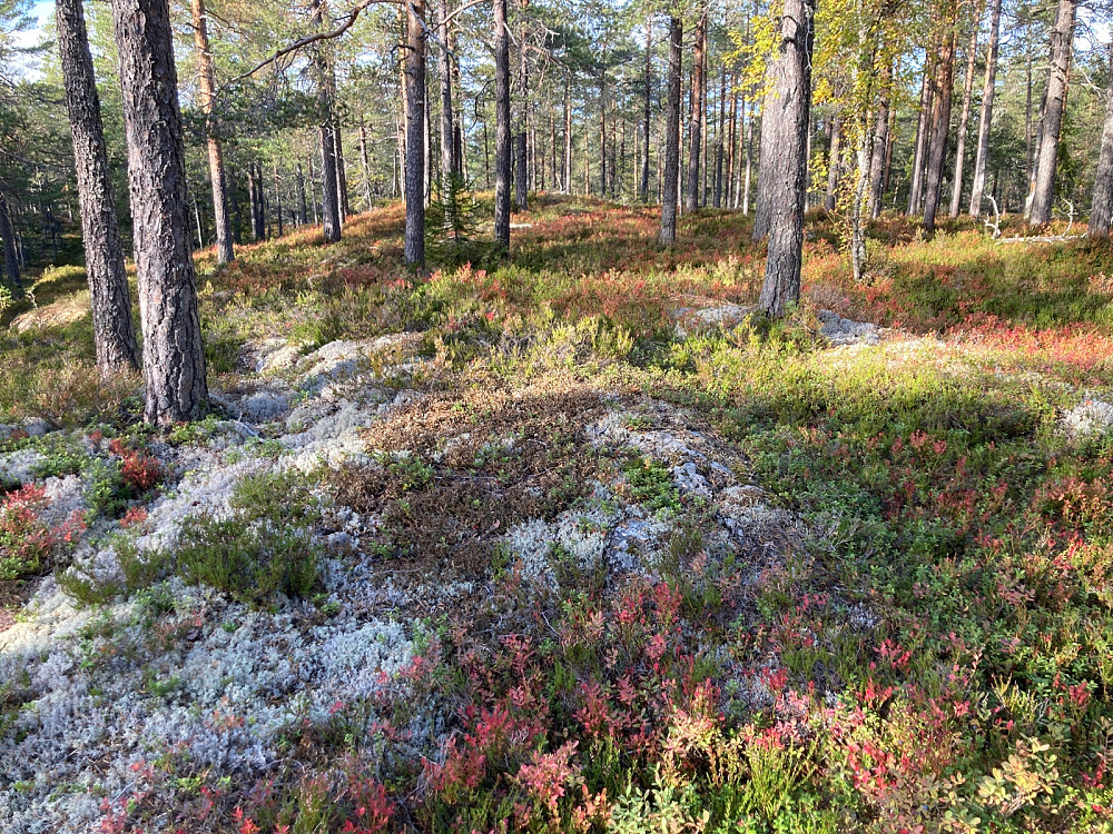 Toppunktet på Tretjernshøgda er her et sted.