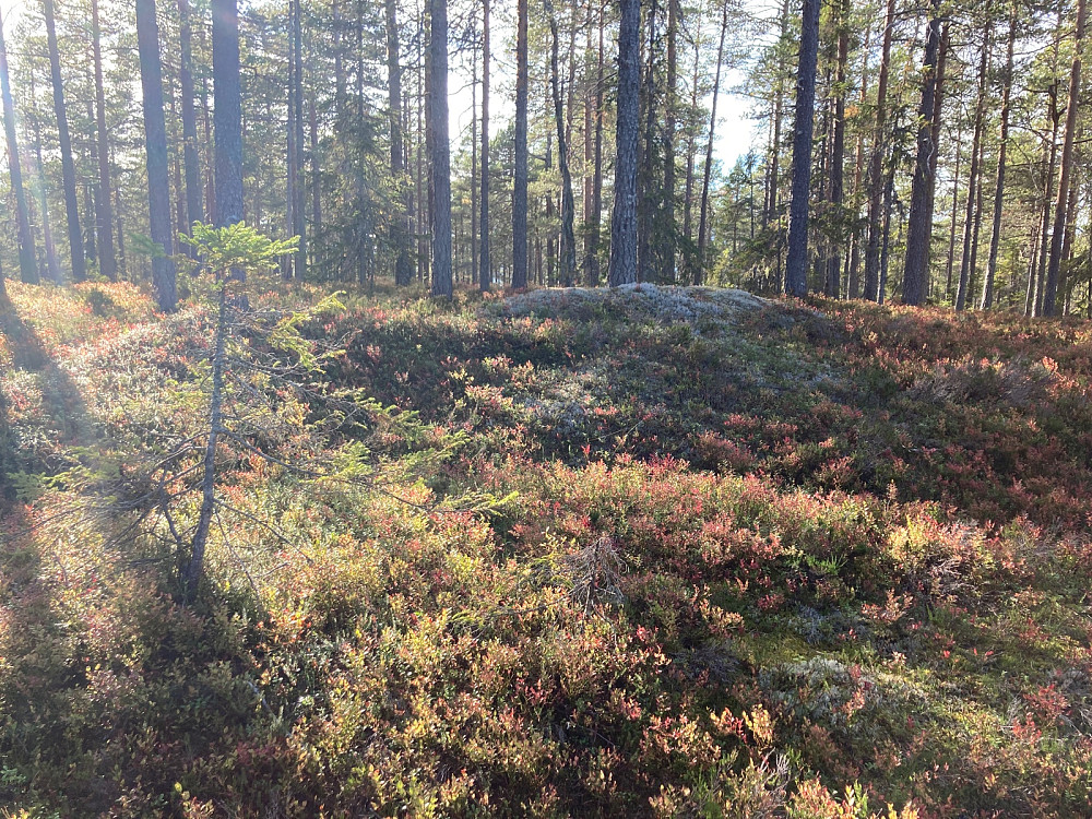 Tretjernshøgda sørøst.