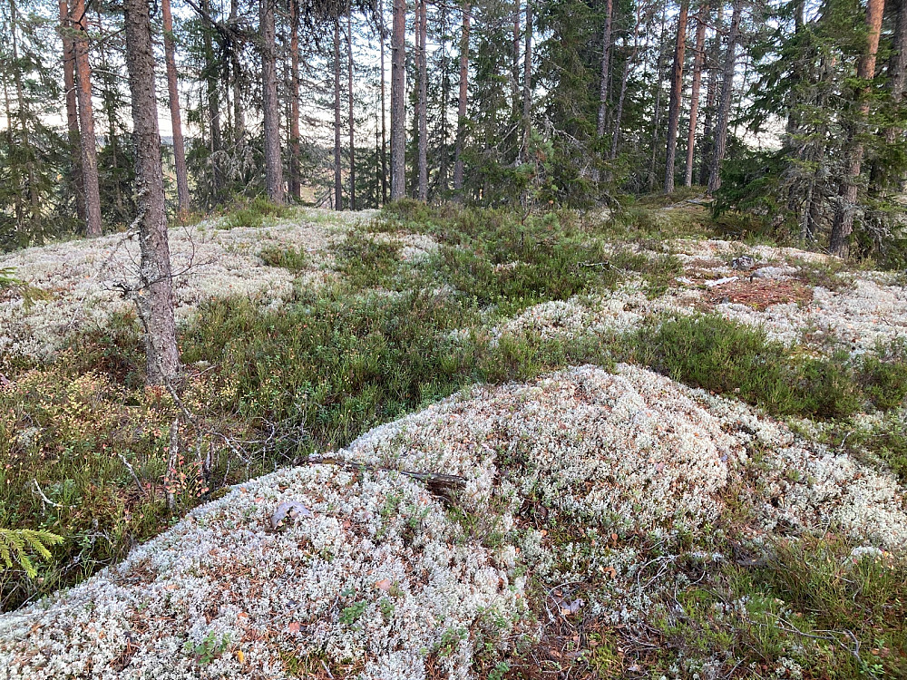 Toppområdet på Karteråsen sett sørover.