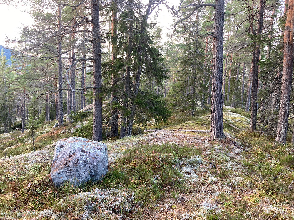 Toppområdet på Karteråsen sett nordover.