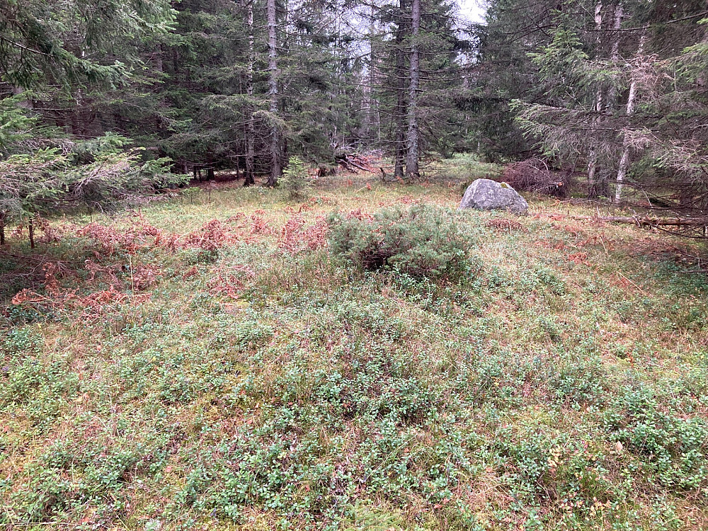Toppområdet på Rognholtet.