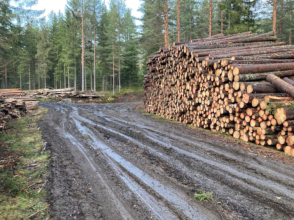 Et sølete stykke av veien pga skogsdrift.