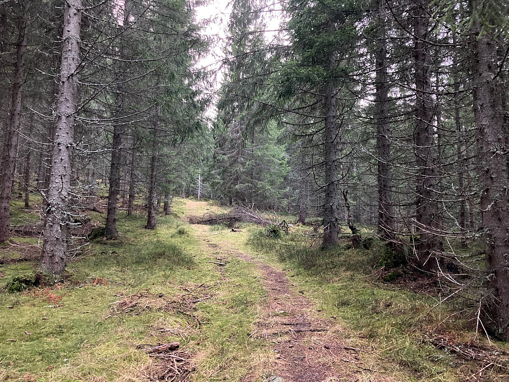 Bred sti oppover mot Rognhaugen.