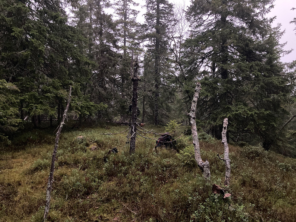 Toppen av Rognhaugen, ikke særlig utsikt herfra.