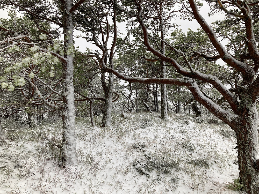 Det høyeste punktet på Storegga eller Utvikfjellet er den steinen som vises midt på bildet. Det er noen som har lagt steinen der for å markere det høyeste punktet.