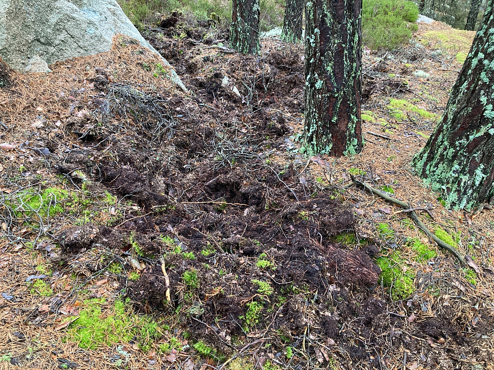 Hvilket dyr er det som roter opp bakken slik som dette? Villsvin? Eller kan rådyr gjøre det?