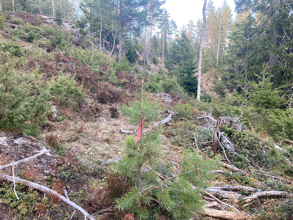 Røde bånd gjorde at det var lettere å finne stien. Men båndene var ganske skjøre og morkne og flere lå på bakken nå. Jeg plukket opp noen og kastet dem etterpå.