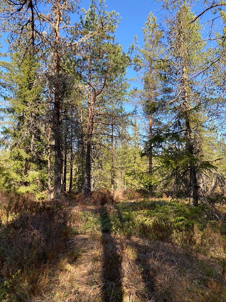 Antydning til sti mot toppen av Lembruheia, men gikk mest i terrenget.