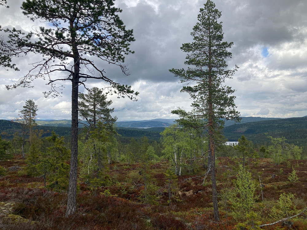 Nytt peakbookelement jeg registrerte siden det var ganske god utsikt her helt til Glitre. Dog usikker på hviket navn jeg burde velge på høydedraget.