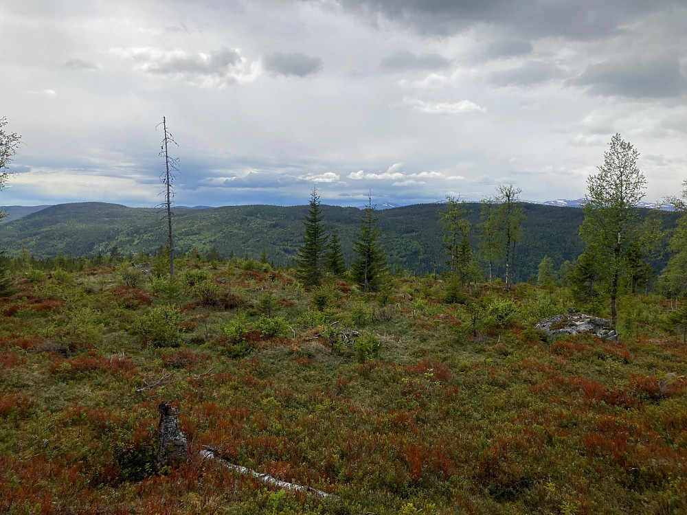 Utsikt vestover fra Tungehøgda.