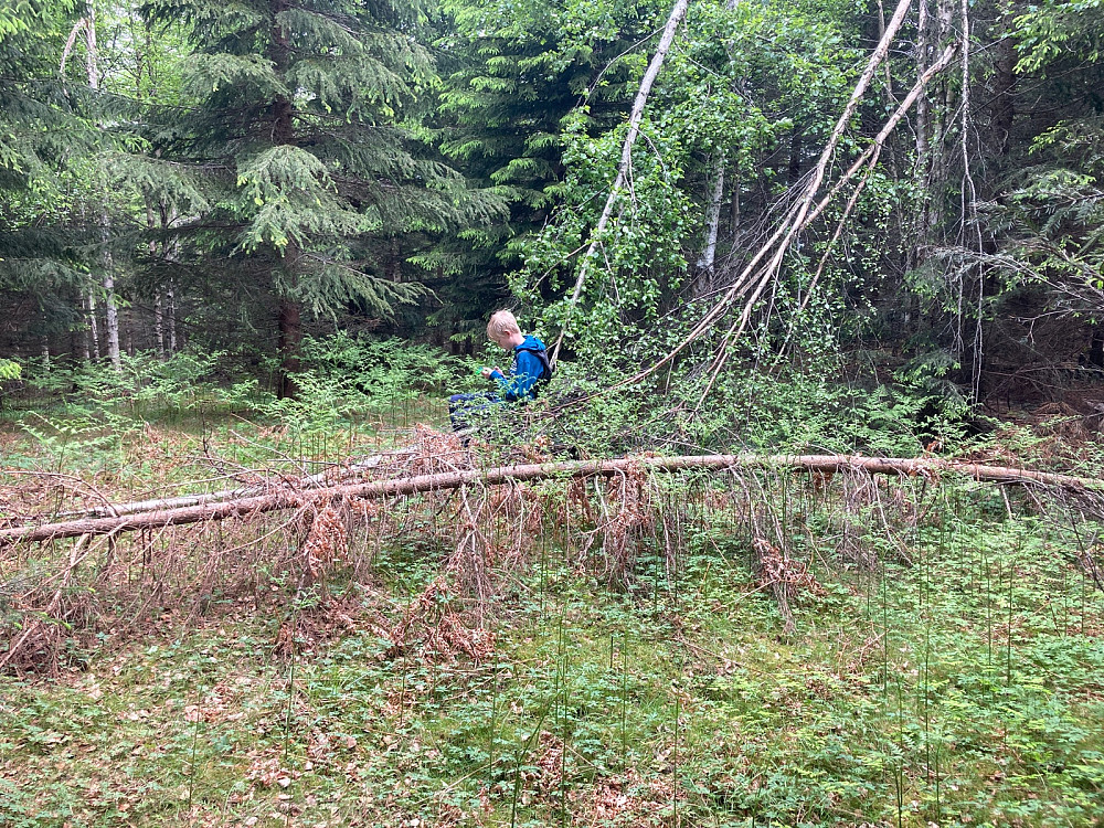 Vegard sitter her i området hvor jeg tror Toppunktet på Hørtekollen Vest ligger.