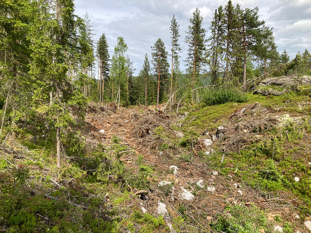 Her har det kjørt skogsmaskin inn i terrenget for opprydding etter stormen høsten 2021.
