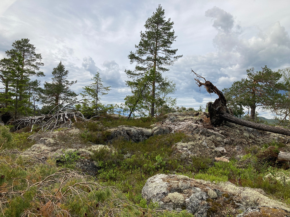 Toppen av Linskardberget.