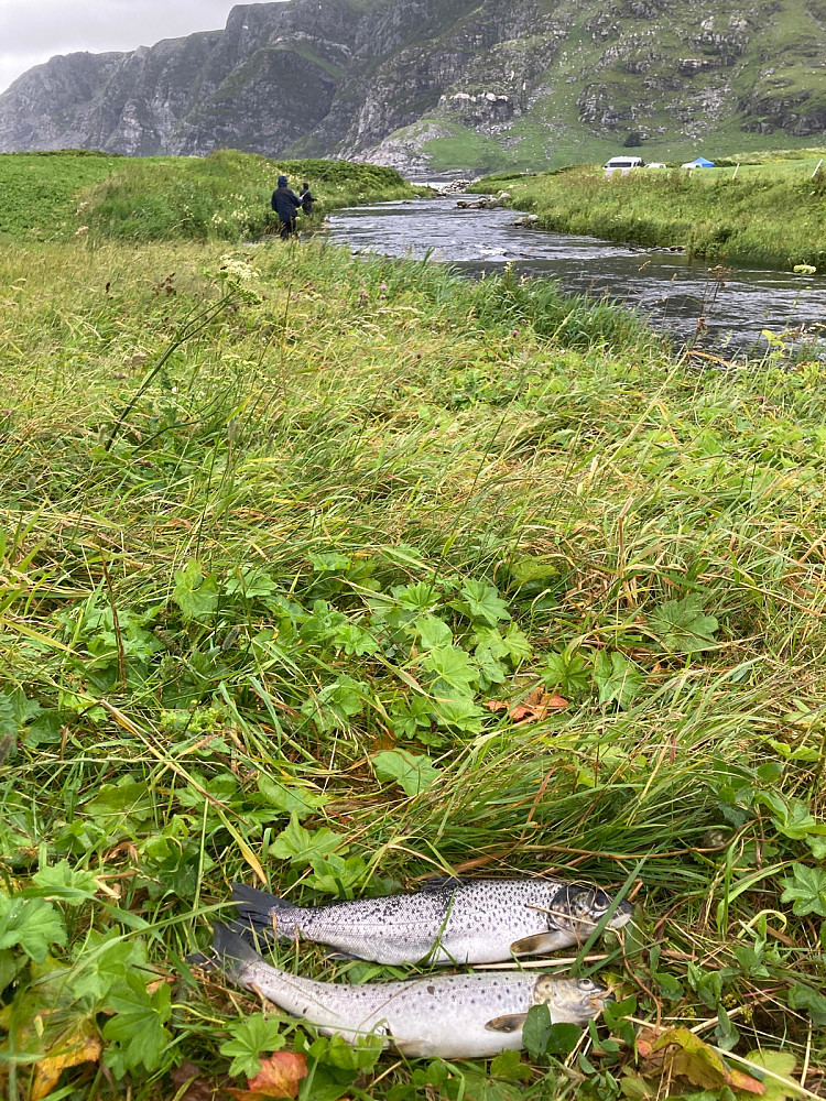 Disse to sjøørretene fikk vi.0,4-0,5kg tipper jeg.