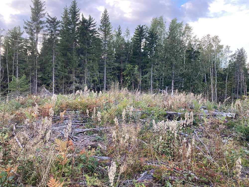 Toppområdet på Malmmyråsen Nord. Det er hogd ned trær her, så ubehagelig å gå, men gir litt utsikt.