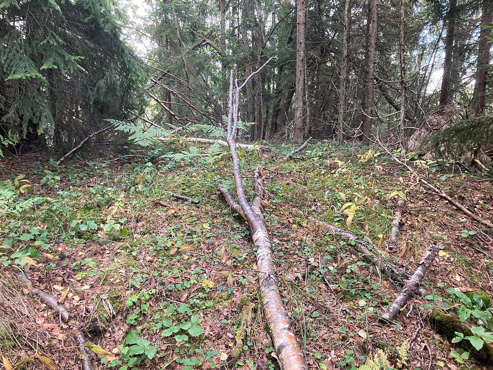Liten haug på toppen av Malmmyråsen, men ingen utsikt.