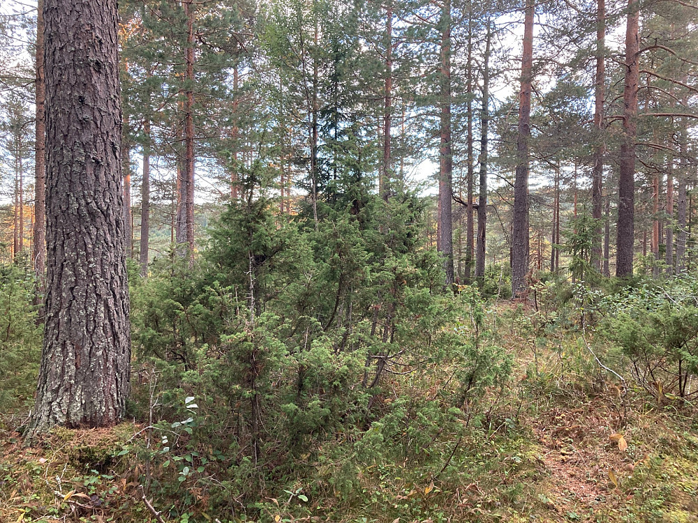 Flatt på Bremsåsen. Det var noe utsikt i nærheten av toppen.