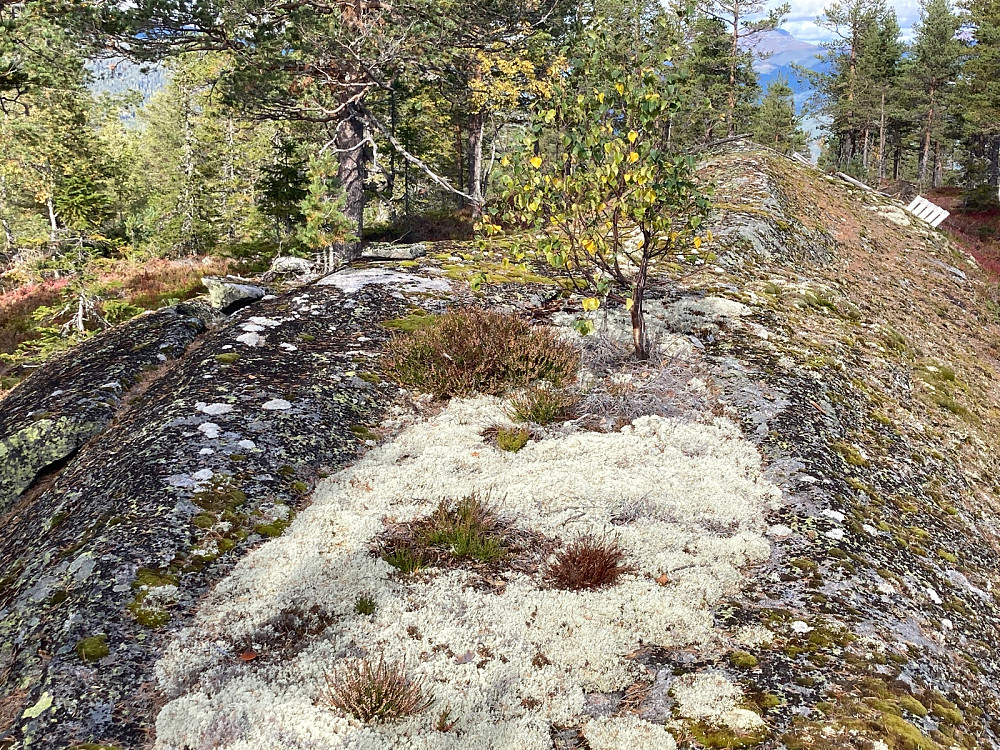 Toppområdet på Ulaåsen.