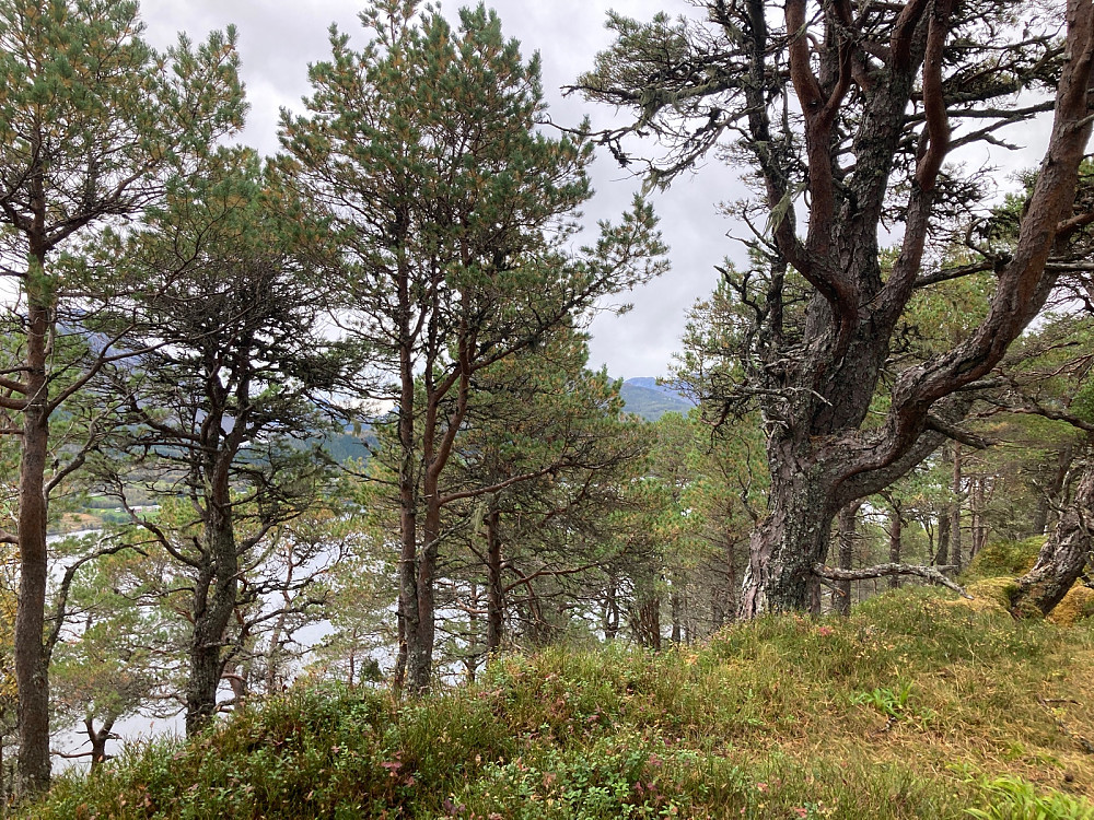 Toppunktet på Stavsetfjellet.