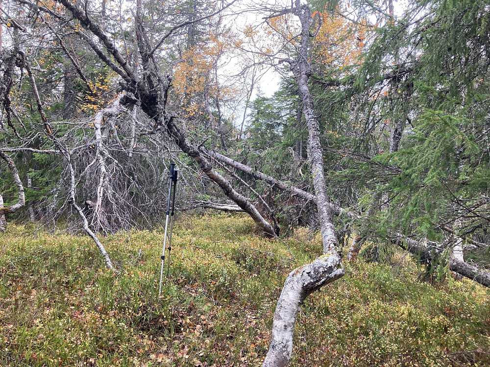 Toppunktet på «Sørvest for Fagerbuåsen» var like lite interessant som navnet skulle tilsi. Mange trevelt på toppen også. Jeg tror stavene mine er plassert på toppunktet.