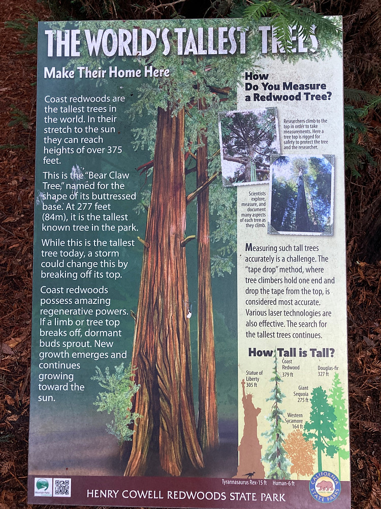Infoplakat om Redwood.