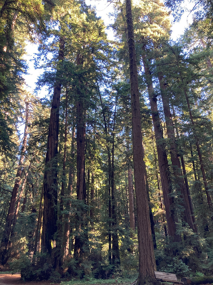 Redwood.