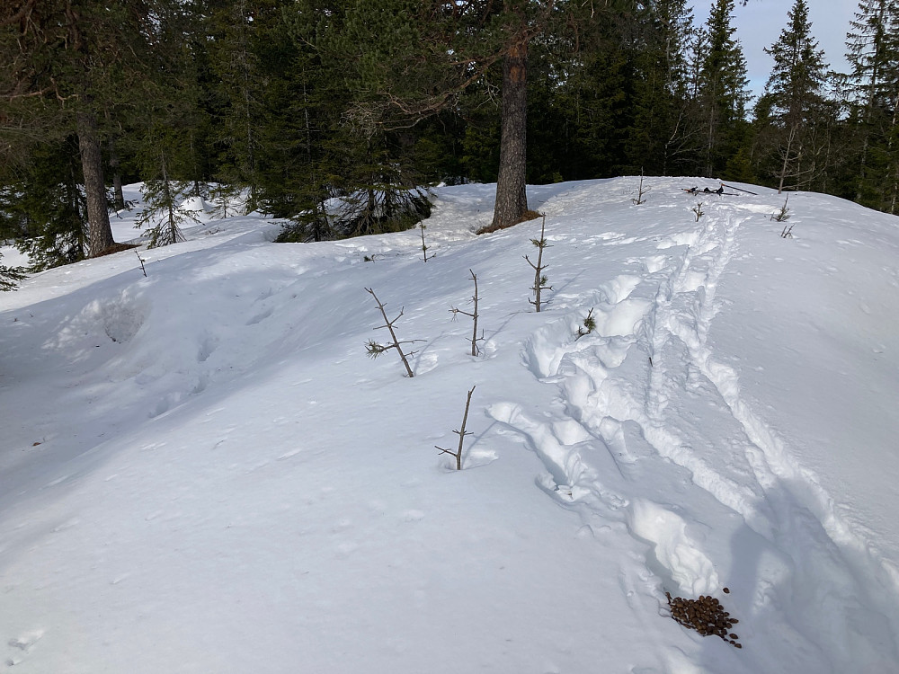 Mine skispor og elgspor på toppen av Rådalshøgda.