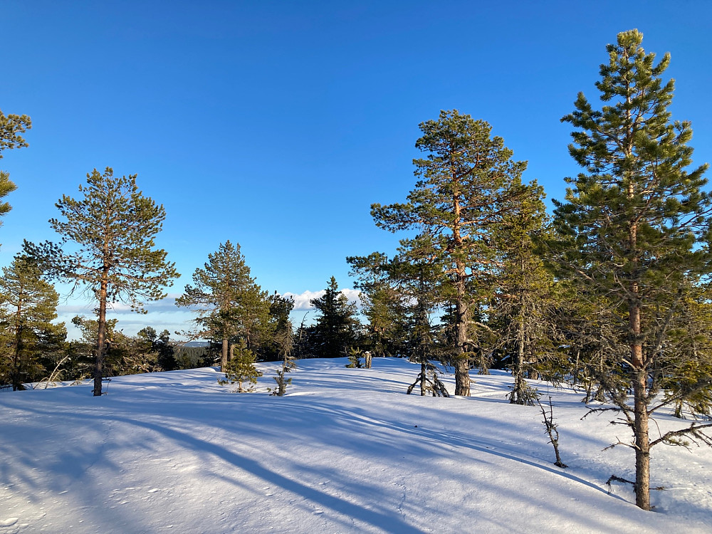 Toppen av Langvassbrenna før vi "ødela" den med skispor på kryss og tvers.