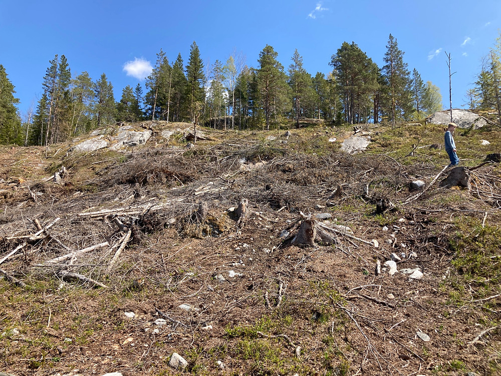 Hogstfelt som heldigvis ikke bød på så store problemer å forsere.