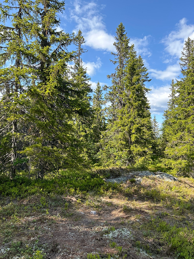Toppområdet.