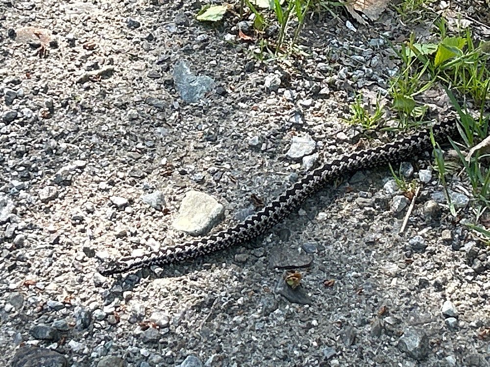 Hoggormen lå og varmet seg på grusveien inntil jeg skremte den inn i skogen.