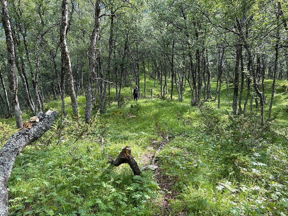 Fin tur i skogen første halvdelen av turen. Bortsett fra myggen da.