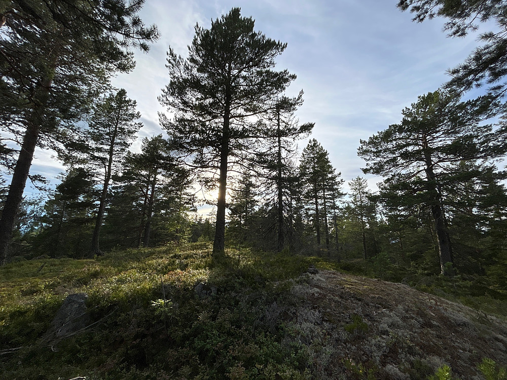 519-kollen ved Verptjern.