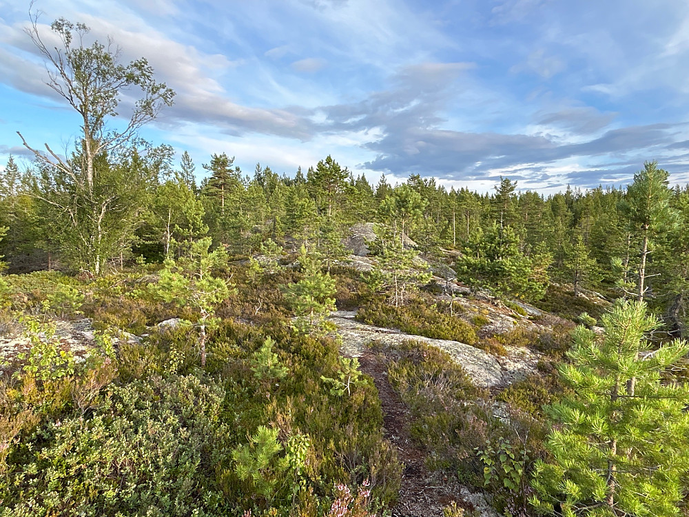 Fin sti og lettgått terreng mot Vardeåsen.