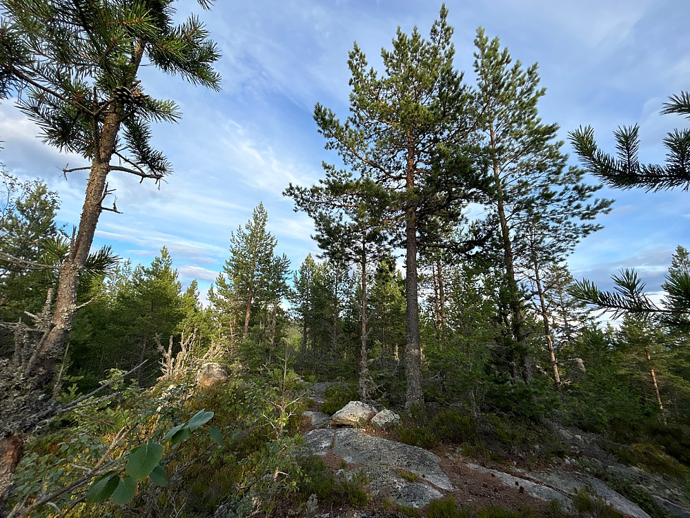 Toppen av Vardeåsen.
