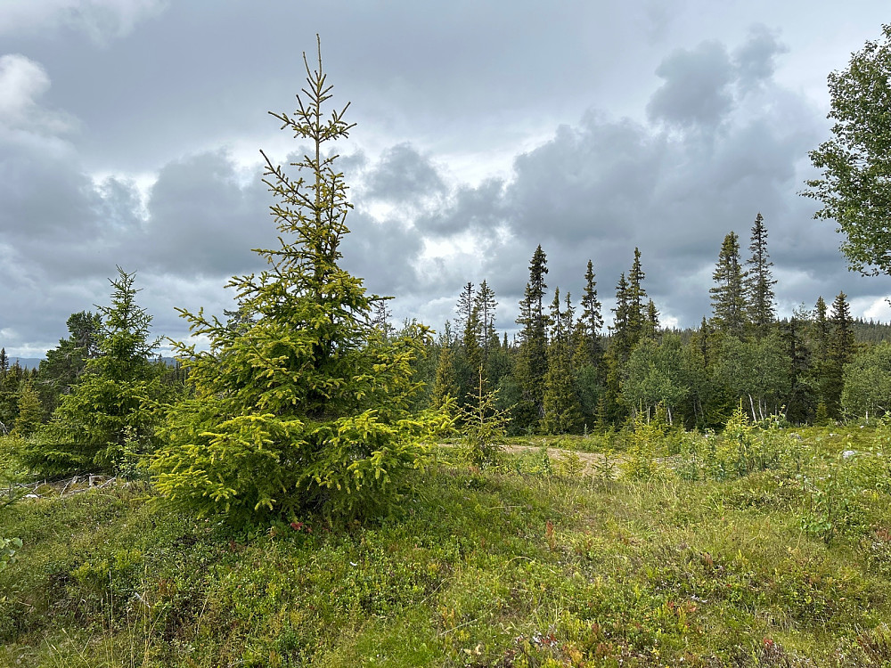 «Øst for Liaåsen»