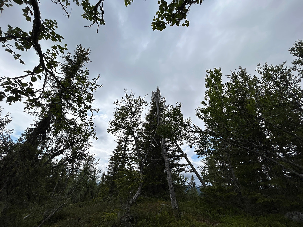 Toppen av Liaåsen på 974 moh.