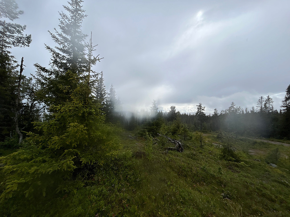 Regn på både linsa og "Øst for Liaåsen".