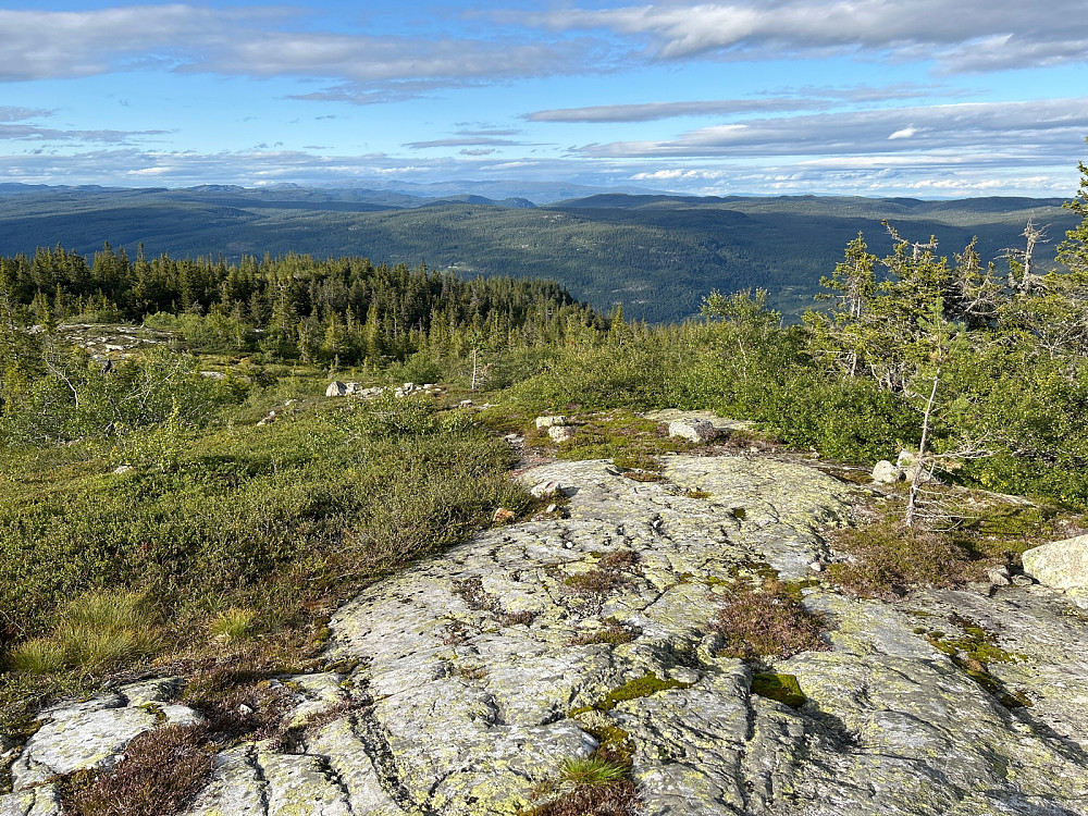 Veldig fint å komme over skogen på vei til Ståvåfjell.
