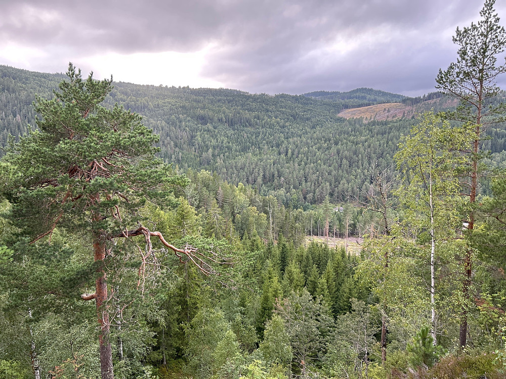 Utsikt fra toppen mot nordøst innover i Finnemarka.