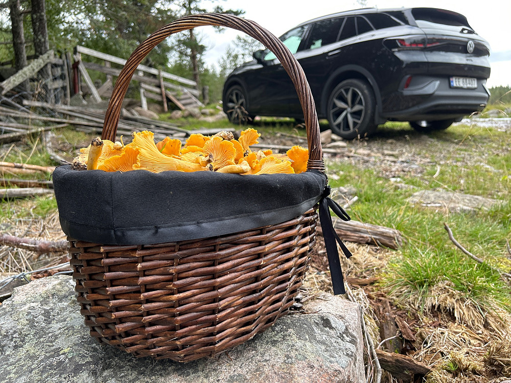 6 kilo kantareller i denne kurven.