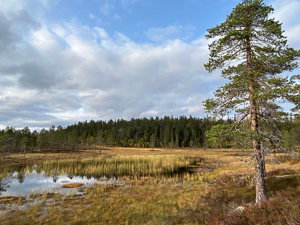Fra Repetjønnan og utsikt mot Konnuliåsen.