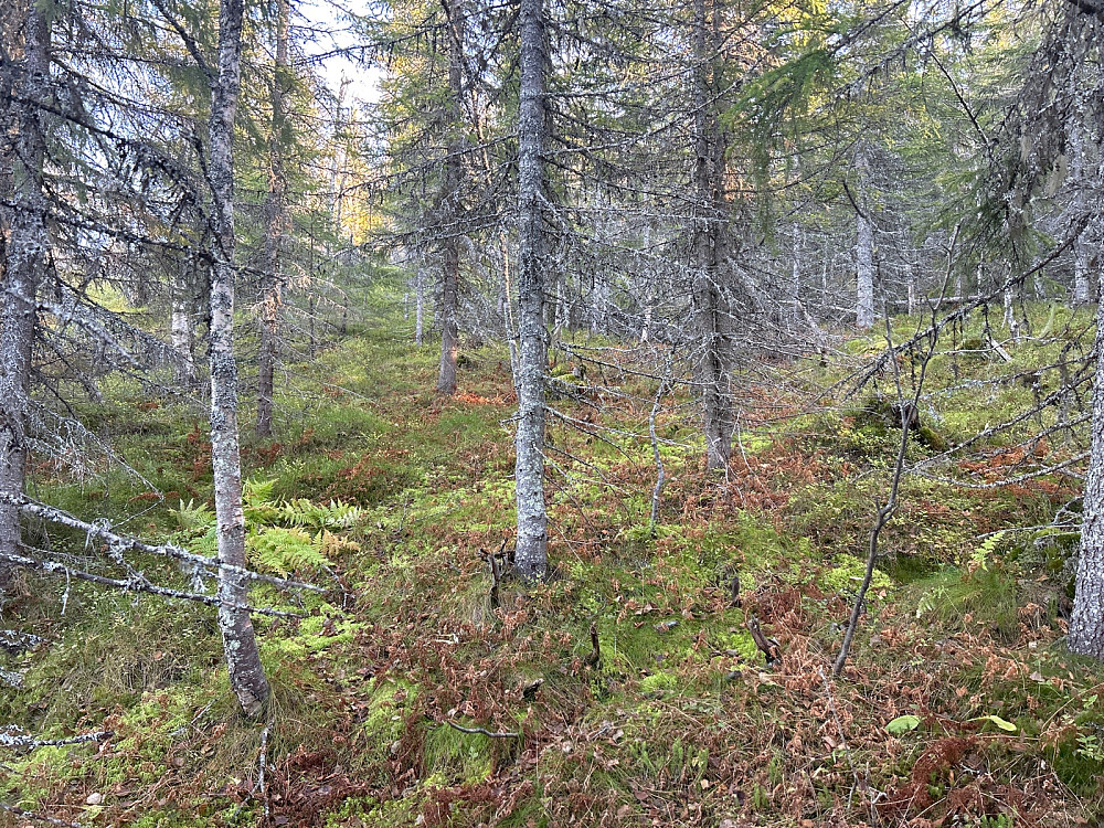 Greit å gå i skogen oppover her.